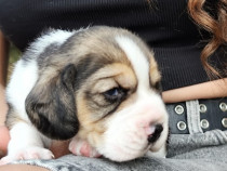 Pui beagle cu pedigree