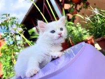 Pisoi deosebiți Ragdoll × Persan Egiptean