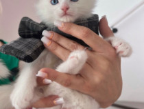 Pisoi deosebiți Ragdoll × Persan Egiptean