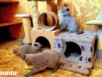 Pui pisica british shorthair blue