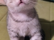Motănei și pisicuțe Scottish fold