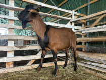 Țap de prăsilă, pentru montă