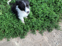 Border collie bicolor