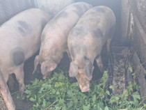 Grăsuni crescuți natural – aprox. 200 kg bucata –Gohor/ Nărtești