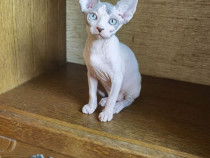 Pui Sphynx Sphinx Sfinx Canadian disponibil