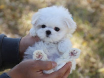 Bichon maltez mini toy