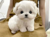 Bichon maltez mini toy