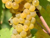 Vand struguri de vin productie 2025