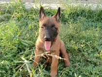 Pui Malinois Ciobanesc belgian