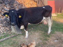 Vacă de lapte holstein