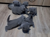 Pui British shorthair