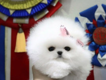 Pomeranian puppy mini boo exemplare superbe
