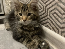 Maine coon puiuți