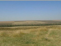 Teren Extravilan cota parte 1/4, Varlezi, ID: R2730256