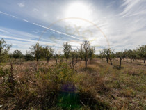 Teren 2.847 mp in comuna Cuca, AG