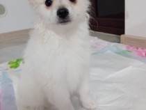 Cățeluș pomeranian spitz de talie mica