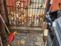 Puiuți amstaff așteaptă companie