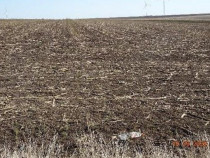 Teren extravilna Cota parte 1/16, CObadin, ID: R2782865