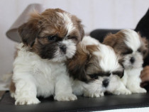 Shi Tzu femele şi masculi