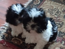 Disponibili pui shih-tzu