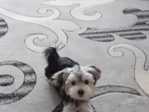 Cățelușă vârsta 6 luni rasă Yorkshire