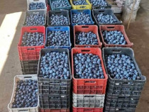 Tuica de Prune 40 de Grade, fara zahar