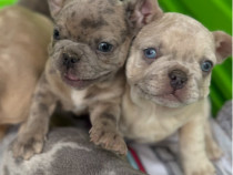Bulldog Francez Merle 10 saptamani