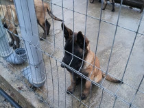 Căței ciobănesc belgian malinois