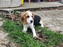 Beagle tricolor vaccinat, deparazitat