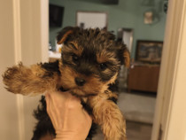Yorkshire terrier 10 saptamani