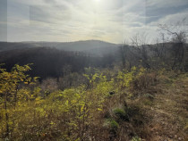 Teren extravilan impadurit, 8271 mp ideal pentru investitie.