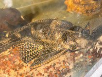 Donez / Ofer gratuit un peste celui care are acvariu