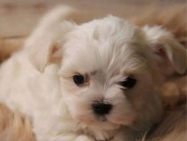 Bichon maltez alb varsta 2 luni
