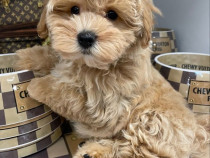 Maltipoo poodle mini toy