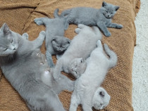 Vând pui de british