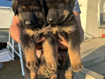 Pui Ciobănesc german