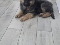 Femela ciobanesc german