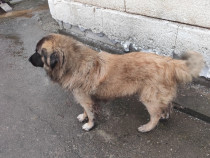 Câine ciobănesc mascul caută altă casă,accept și schimb.
