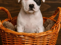 Catelusi amstaff superbi isi cauta stapan