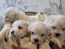 Căței bichon maltez