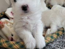 Căței bichon maltez