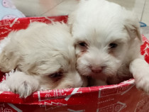 Căței Bichon Maltez