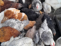 Vand oala de fantana si porumbei