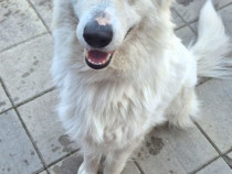 Donez Ciobanesc Alb Elvetian