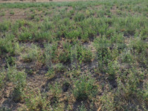 Teren intravilan Craiova, 400 mp, zona Releu