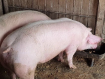 Porci de vânzare