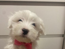 Pui bichon maltez rasă pură