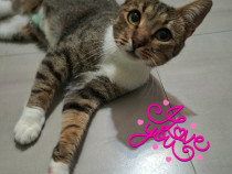 Adoptie pisica castrata Sandra