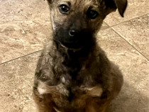 Cățeluș - lup alsacian