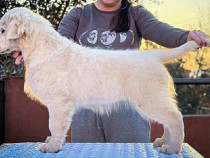 Golden Retriever – Cățeluș